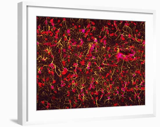 Glial Cells-Thomas Deerinck-Framed Photographic Print