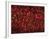 Glial Cells-Thomas Deerinck-Framed Photographic Print