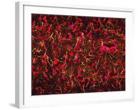 Glial Cells-Thomas Deerinck-Framed Photographic Print