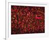 Glial Cells-Thomas Deerinck-Framed Photographic Print