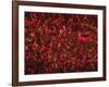 Glial Cells-Thomas Deerinck-Framed Photographic Print