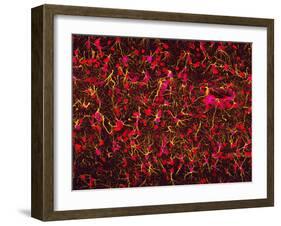 Glial Cells-Thomas Deerinck-Framed Photographic Print