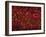 Glial Cells-Thomas Deerinck-Framed Photographic Print