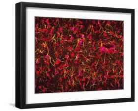 Glial Cells-Thomas Deerinck-Framed Photographic Print