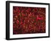 Glial Cells-Thomas Deerinck-Framed Photographic Print