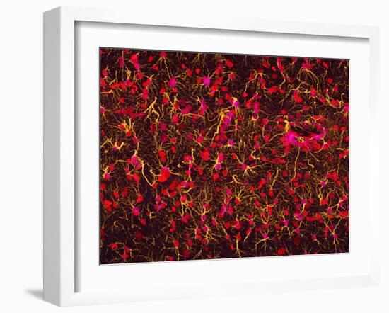 Glial Cells-Thomas Deerinck-Framed Photographic Print