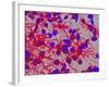 Glial Cells-Thomas Deerinck-Framed Photographic Print