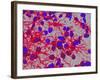 Glial Cells-Thomas Deerinck-Framed Photographic Print