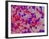 Glial Cells-Thomas Deerinck-Framed Photographic Print