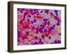 Glial Cells-Thomas Deerinck-Framed Photographic Print