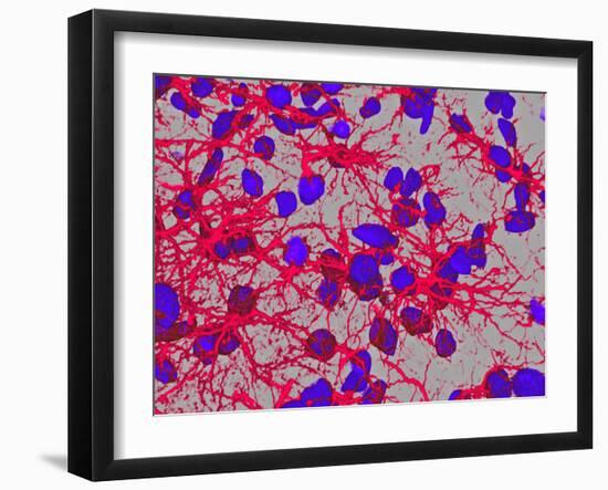 Glial Cells-Thomas Deerinck-Framed Photographic Print