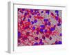 Glial Cells-Thomas Deerinck-Framed Photographic Print