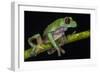 Gliding Leaf Frog, Choco Region, Ecuador-Pete Oxford-Framed Photographic Print