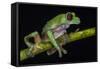 Gliding Leaf Frog, Choco Region, Ecuador-Pete Oxford-Framed Stretched Canvas