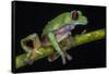 Gliding Leaf Frog, Choco Region, Ecuador-Pete Oxford-Framed Stretched Canvas