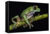 Gliding Leaf Frog, Choco Region, Ecuador-Pete Oxford-Framed Stretched Canvas