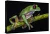 Gliding Leaf Frog, Choco Region, Ecuador-Pete Oxford-Stretched Canvas