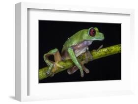 Gliding Leaf Frog, Choco Region, Ecuador-Pete Oxford-Framed Photographic Print