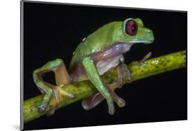 Gliding Leaf Frog, Choco Region, Ecuador-Pete Oxford-Mounted Photographic Print