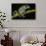 Gliding Leaf Frog, Choco Region, Ecuador-Pete Oxford-Photographic Print displayed on a wall