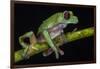 Gliding Leaf Frog, Choco Region, Ecuador-Pete Oxford-Framed Photographic Print