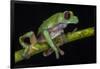 Gliding Leaf Frog, Choco Region, Ecuador-Pete Oxford-Framed Photographic Print