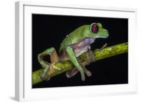 Gliding Leaf Frog, Choco Region, Ecuador-Pete Oxford-Framed Photographic Print