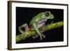 Gliding Leaf Frog, Choco Region, Ecuador-Pete Oxford-Framed Photographic Print