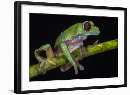 Gliding Leaf Frog, Choco Region, Ecuador-Pete Oxford-Framed Photographic Print