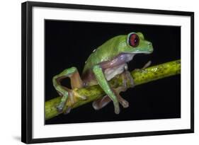 Gliding Leaf Frog, Choco Region, Ecuador-Pete Oxford-Framed Photographic Print