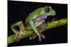Gliding Leaf Frog, Choco Region, Ecuador-Pete Oxford-Mounted Photographic Print