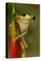 Gliding Leaf Frog-null-Stretched Canvas