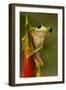 Gliding Leaf Frog-null-Framed Photographic Print