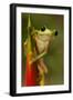 Gliding Leaf Frog-null-Framed Photographic Print