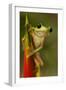 Gliding Leaf Frog-null-Framed Photographic Print