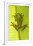 Gliding Leaf Frog-null-Framed Photographic Print