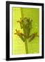 Gliding Leaf Frog-null-Framed Photographic Print