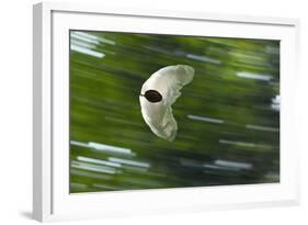 Gliding Seed Of Climbing Gourd (Alsomitra Macrocarpa) In Tropical Rainforest-Konrad Wothe-Framed Photographic Print