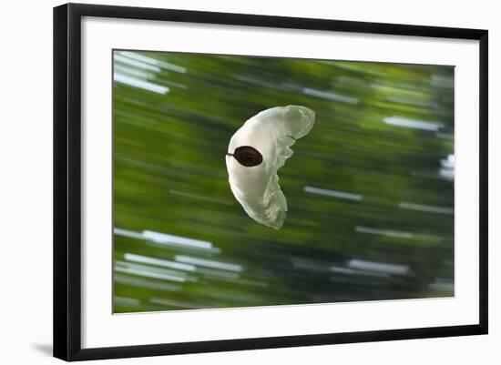 Gliding Seed Of Climbing Gourd (Alsomitra Macrocarpa) In Tropical Rainforest-Konrad Wothe-Framed Photographic Print