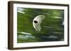 Gliding Seed Of Climbing Gourd (Alsomitra Macrocarpa) In Tropical Rainforest-Konrad Wothe-Framed Photographic Print
