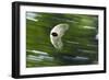 Gliding Seed Of Climbing Gourd (Alsomitra Macrocarpa) In Tropical Rainforest-Konrad Wothe-Framed Photographic Print