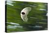 Gliding Seed Of Climbing Gourd (Alsomitra Macrocarpa) In Tropical Rainforest-Konrad Wothe-Stretched Canvas