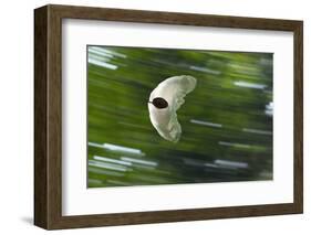 Gliding Seed Of Climbing Gourd (Alsomitra Macrocarpa) In Tropical Rainforest-Konrad Wothe-Framed Photographic Print