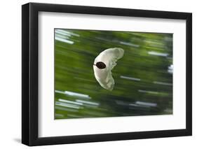 Gliding Seed Of Climbing Gourd (Alsomitra Macrocarpa) In Tropical Rainforest-Konrad Wothe-Framed Photographic Print