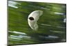 Gliding Seed Of Climbing Gourd (Alsomitra Macrocarpa) In Tropical Rainforest-Konrad Wothe-Mounted Photographic Print