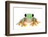 Gliding Tree Frog (Agalychnis Spurrelli) Captive-Edwin Giesbers-Framed Photographic Print