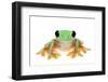 Gliding Tree Frog (Agalychnis Spurrelli) Captive-Edwin Giesbers-Framed Photographic Print