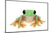 Gliding Tree Frog (Agalychnis Spurrelli) Captive-Edwin Giesbers-Mounted Photographic Print