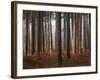 Glimmer-David Baker-Framed Photographic Print