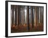 Glimmer-David Baker-Framed Photographic Print